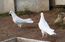 Бакинские бойные голуби  2010