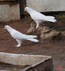 Бакинские бойные голуби  2010