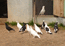 Бакинские бойные голуби,молодёжь 2010