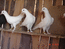 Бакинские бойные голуби,молодёжь 2010